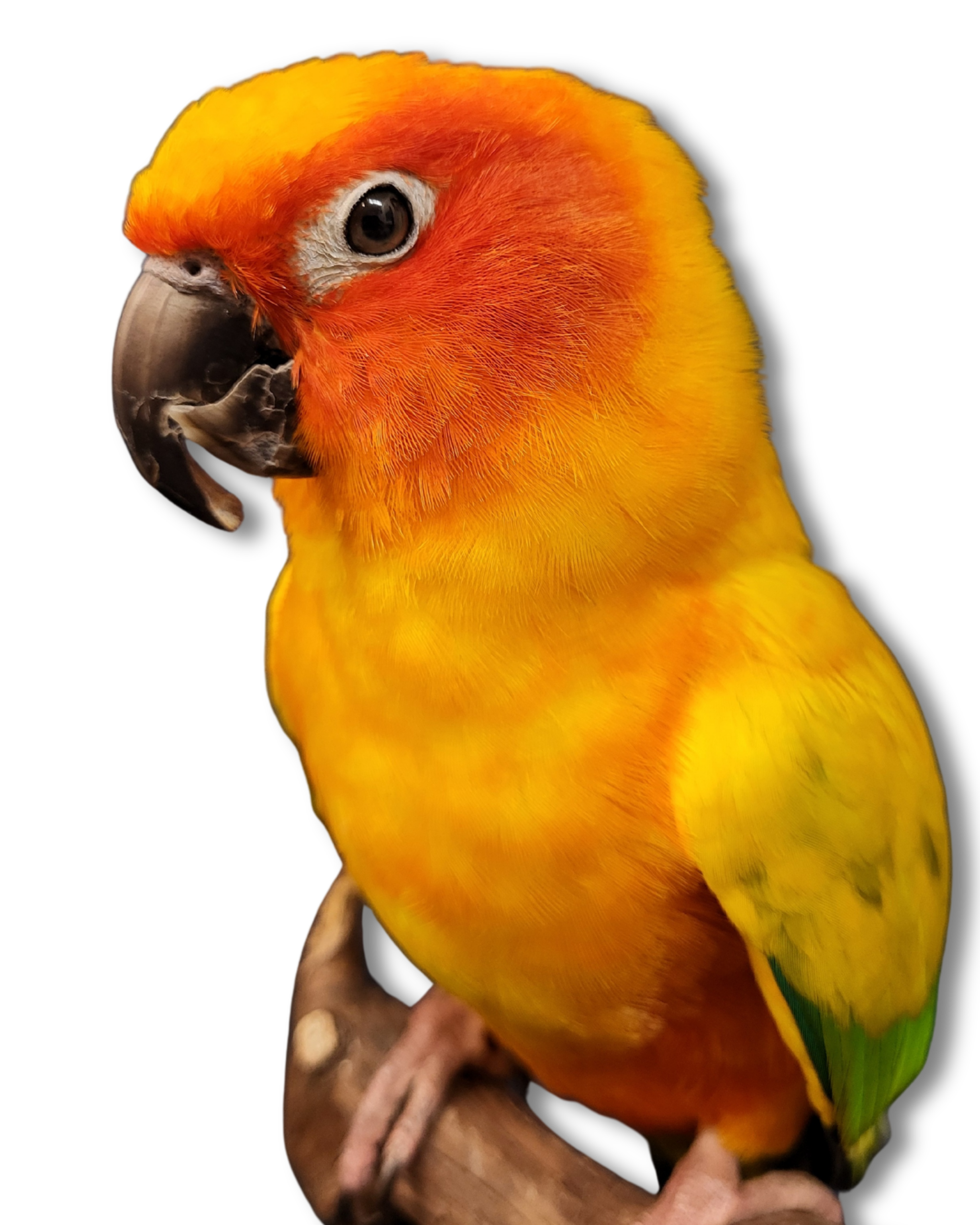 Conure taxidermy scaled