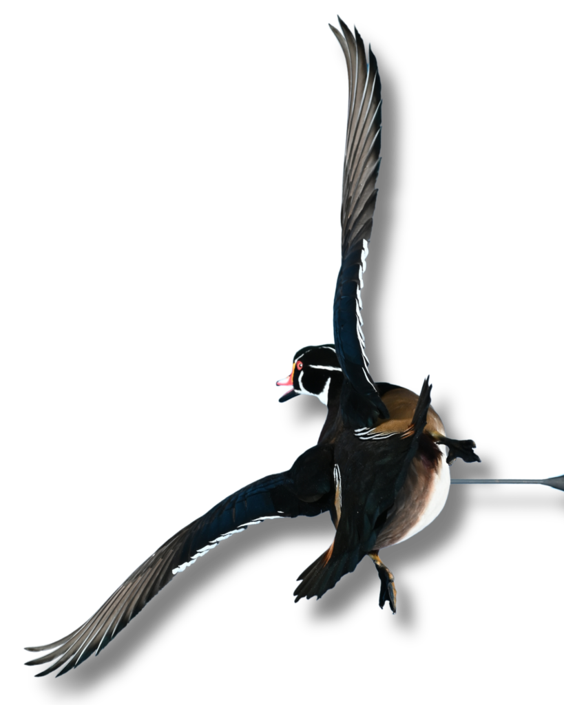 Curly wings bird taxidermy