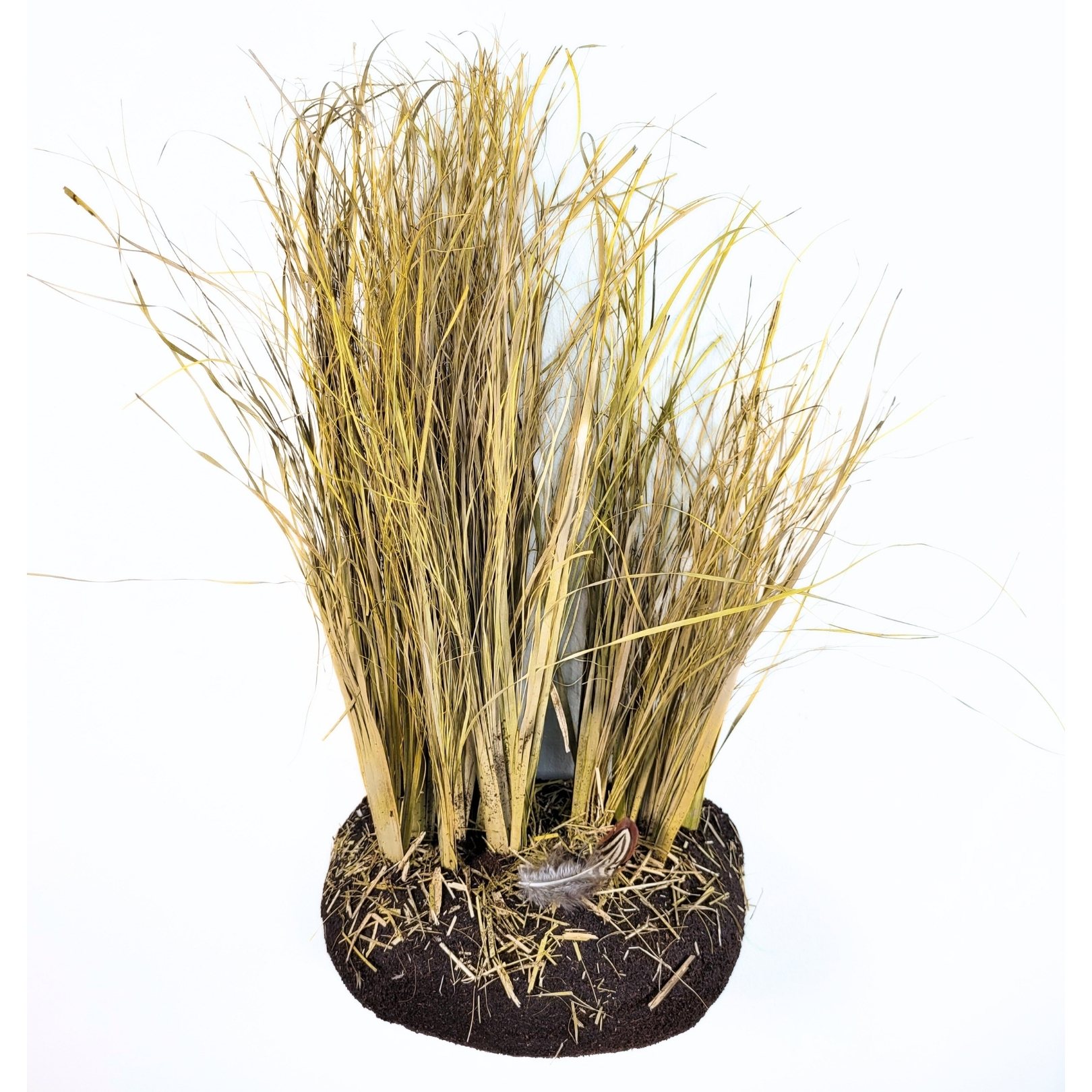 Praire Wall Scene | Aix Taxidermy Praire Wall Scene