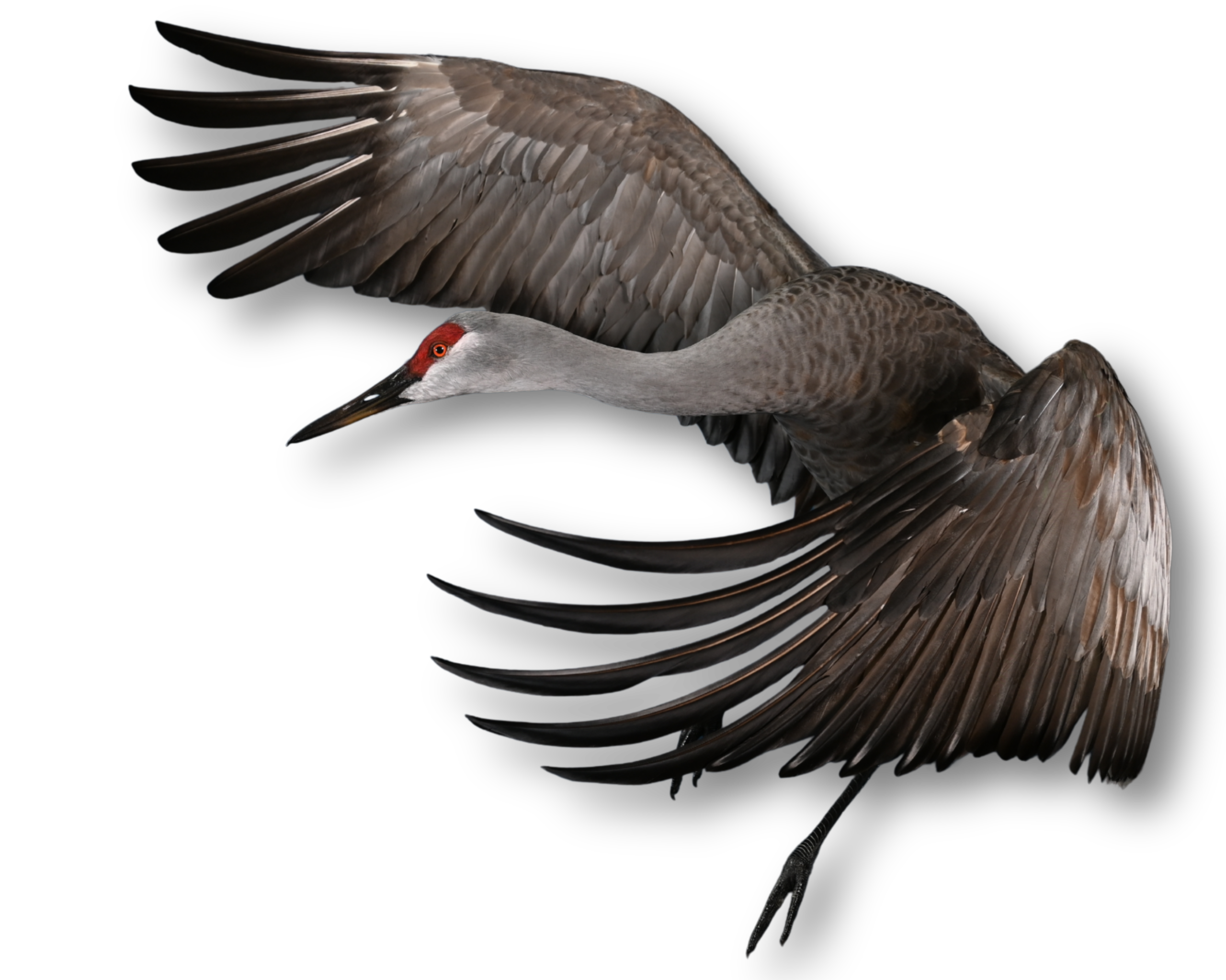 Upland taxidermy 1 scaled