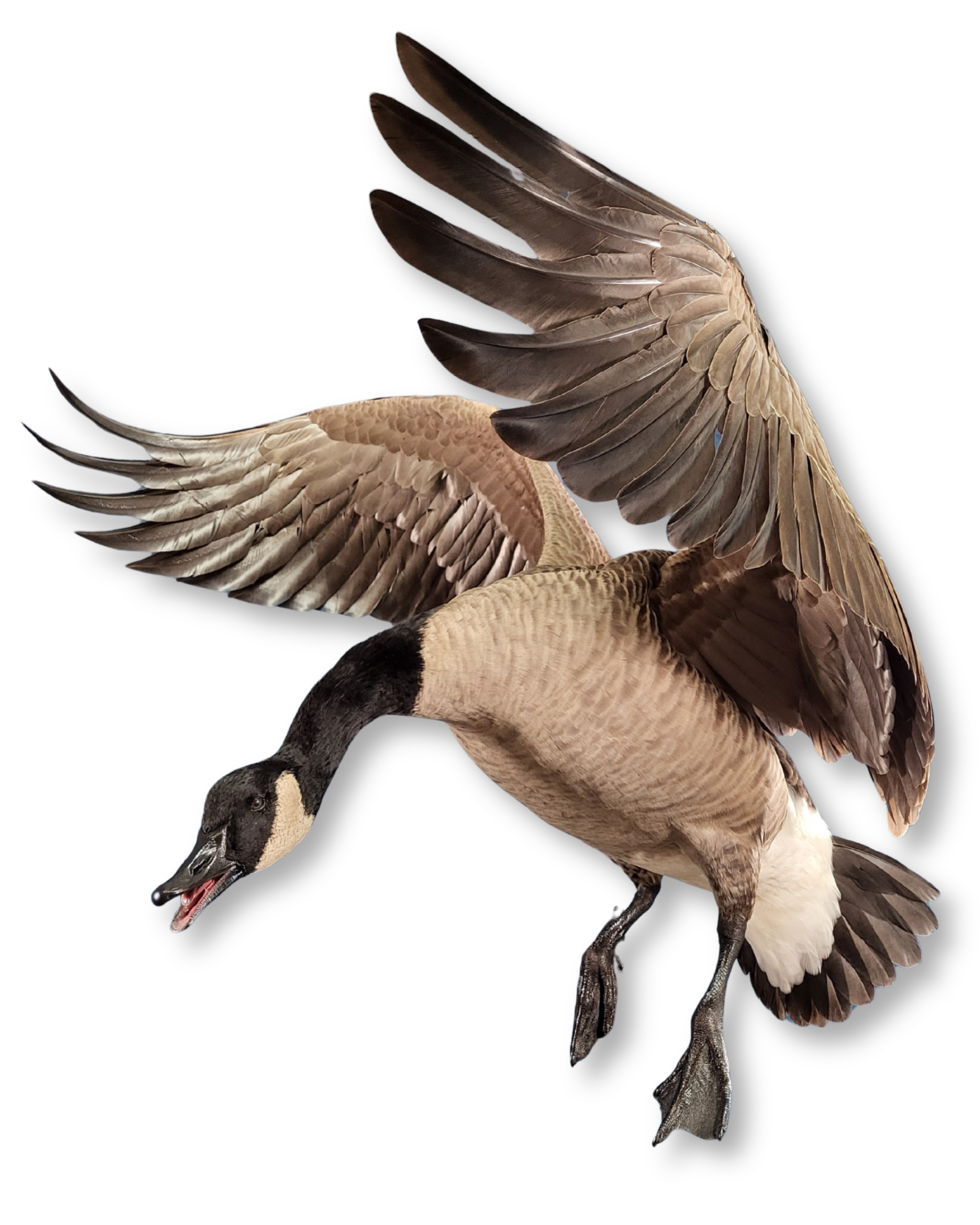 Goose Taxidermy
