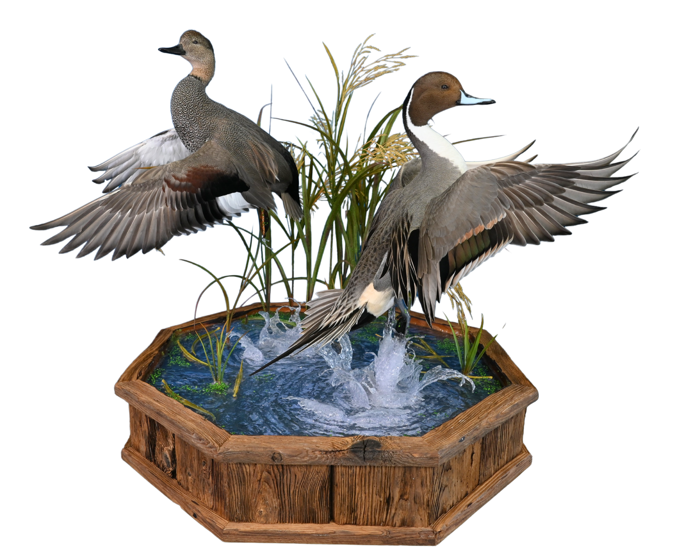 bird taxidermy in northeast