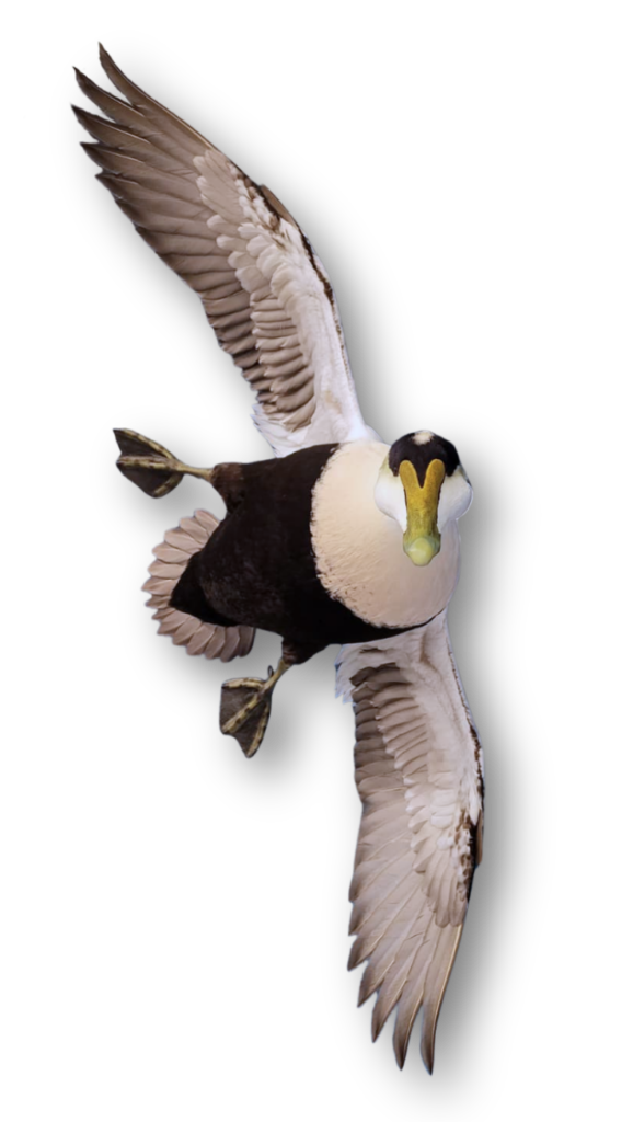 Eider Taxidermy in northeast, new england Connecticut
