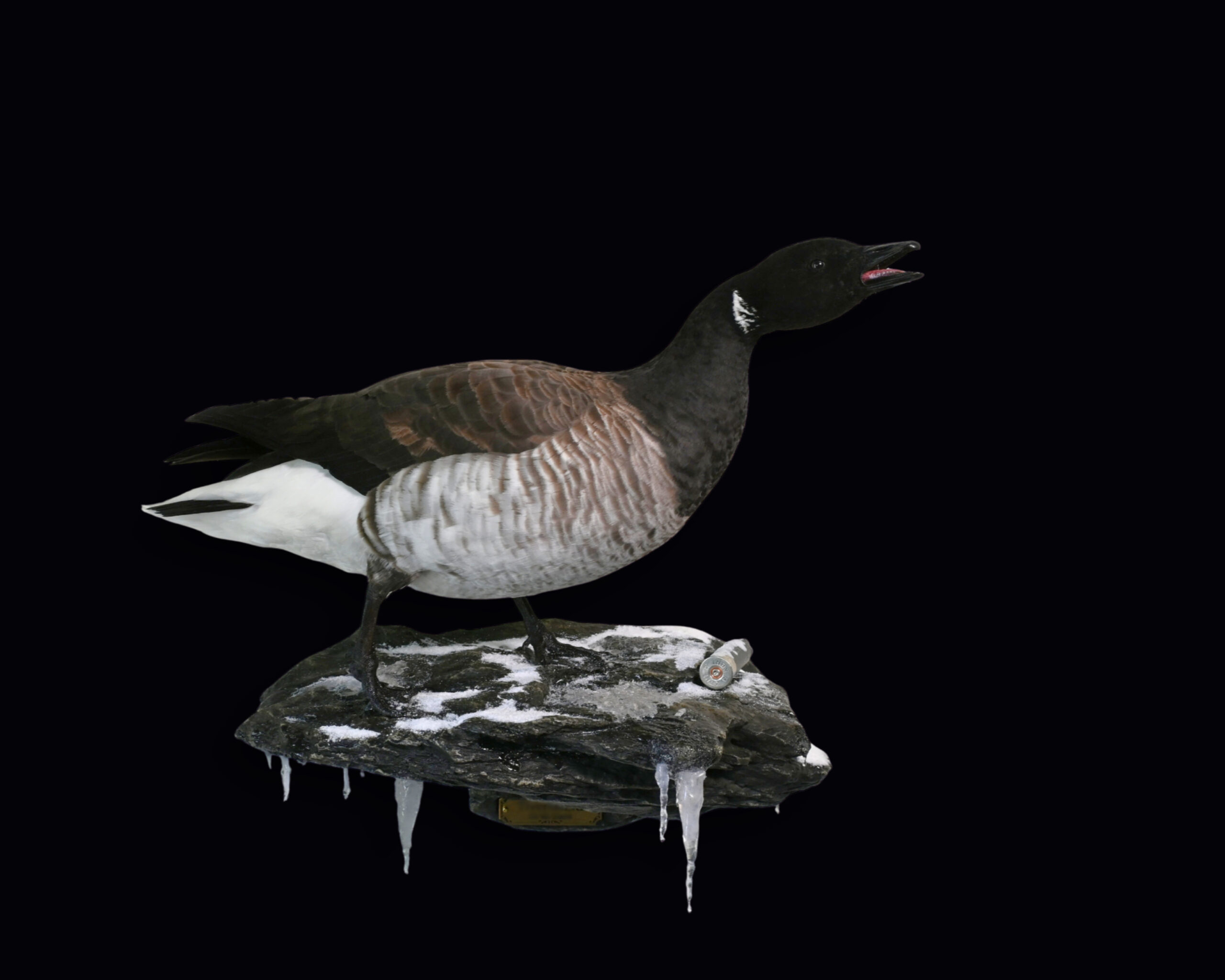 Bird taxidermy in northeast 1 scaled