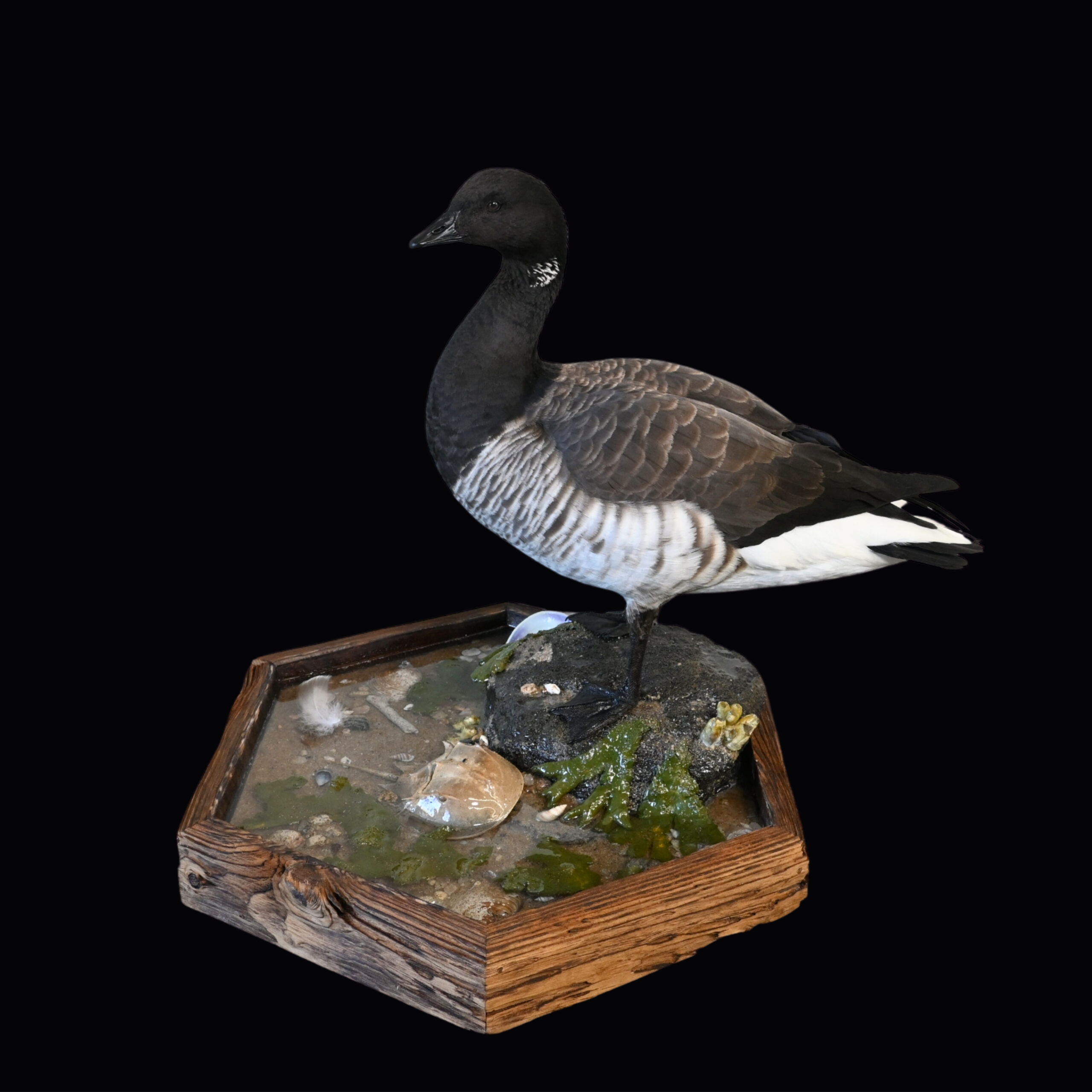 Northeast bird taxidermy
