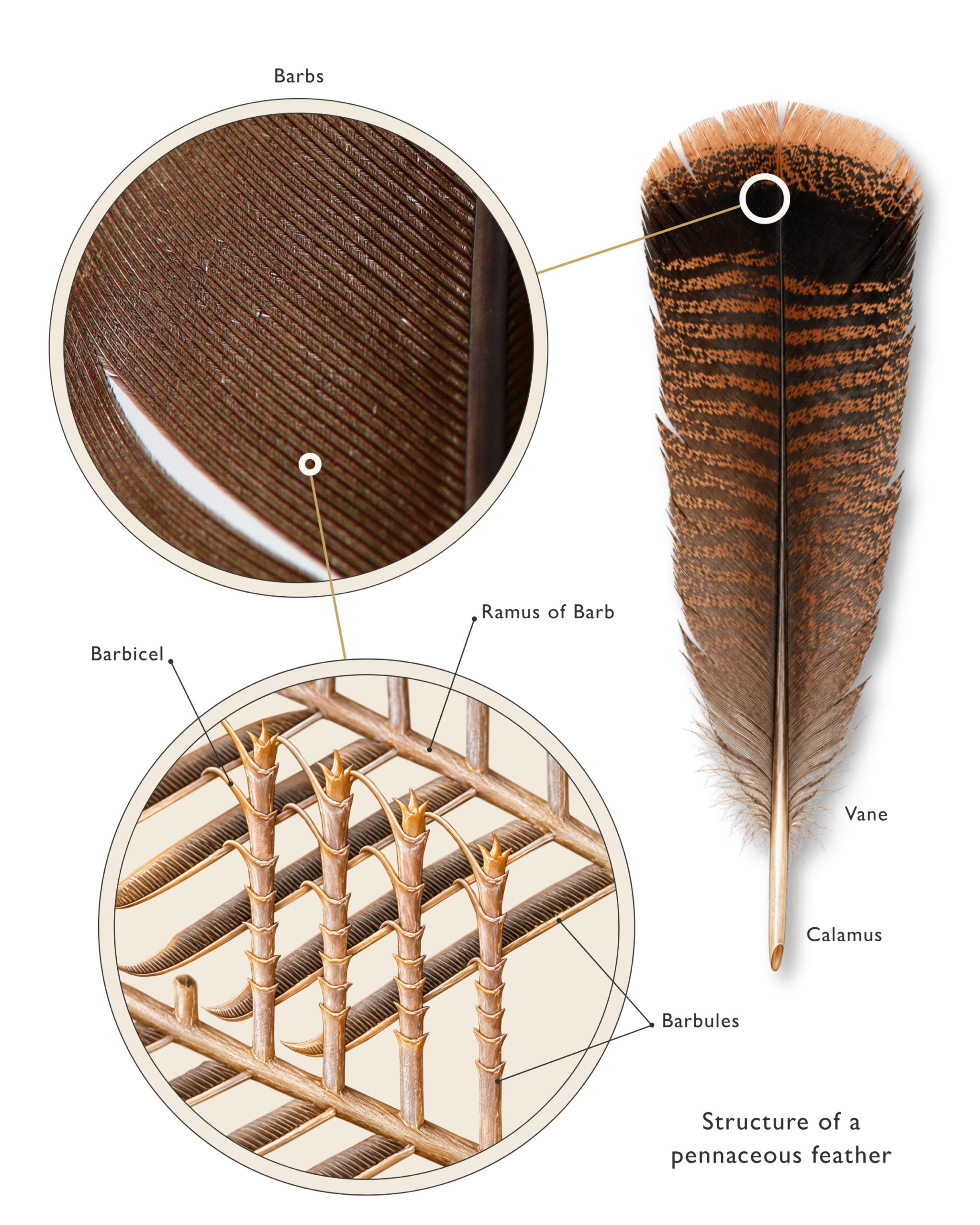 Feathers anatomy scaled