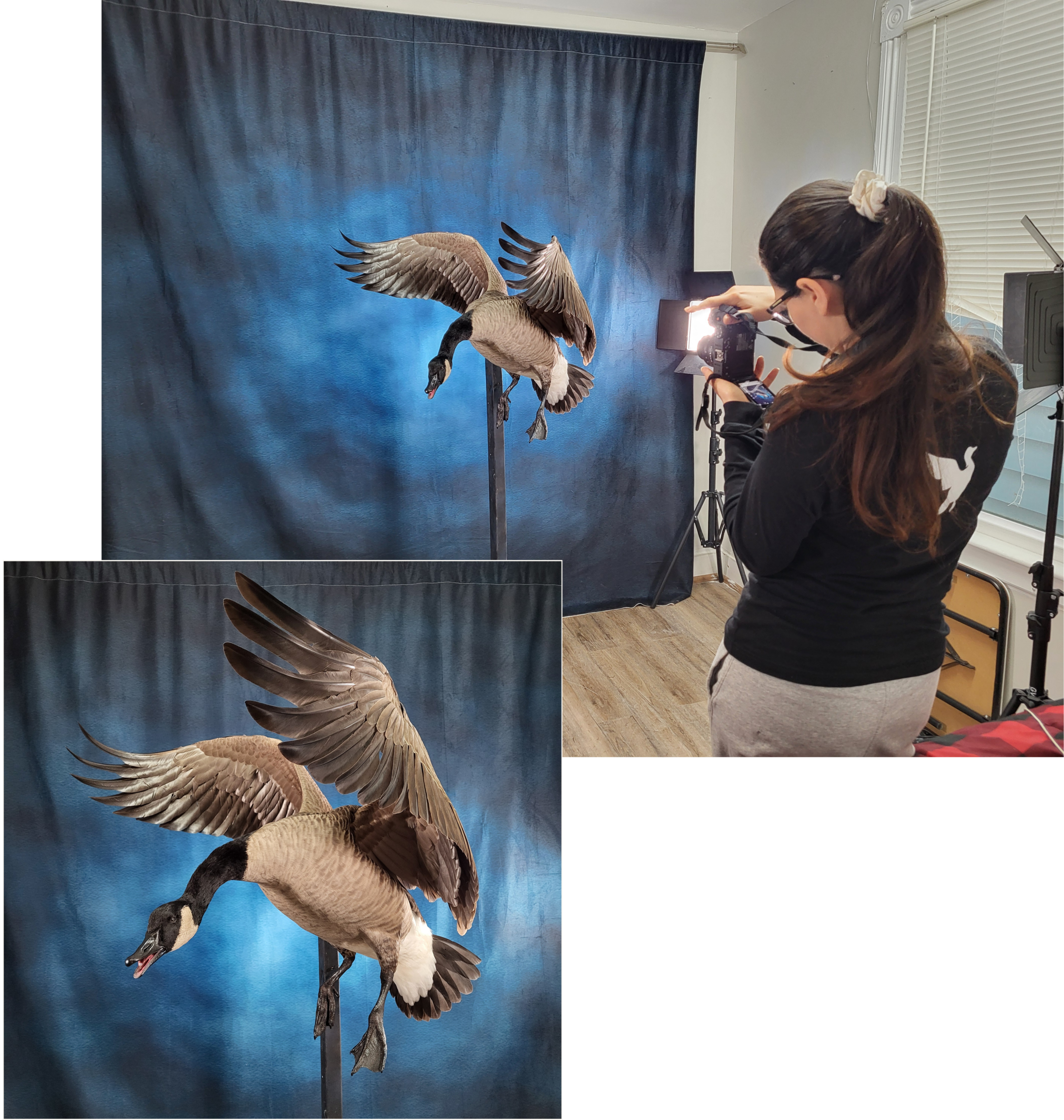 Goose scaled