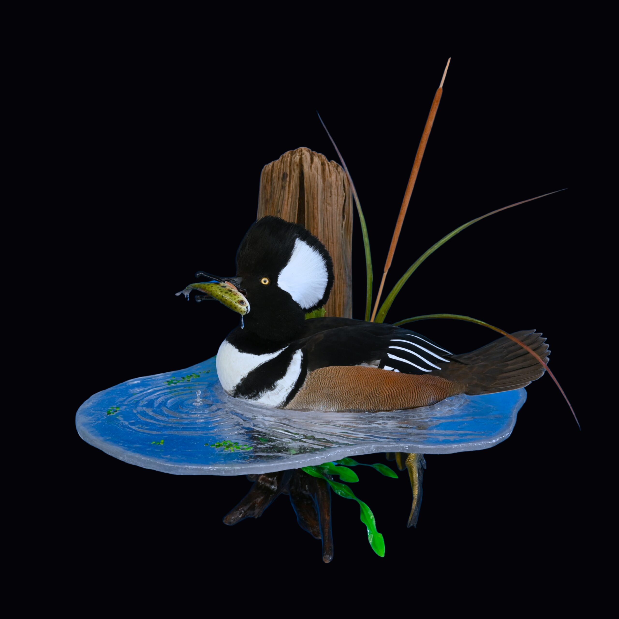 Hooded Merganser scaled
