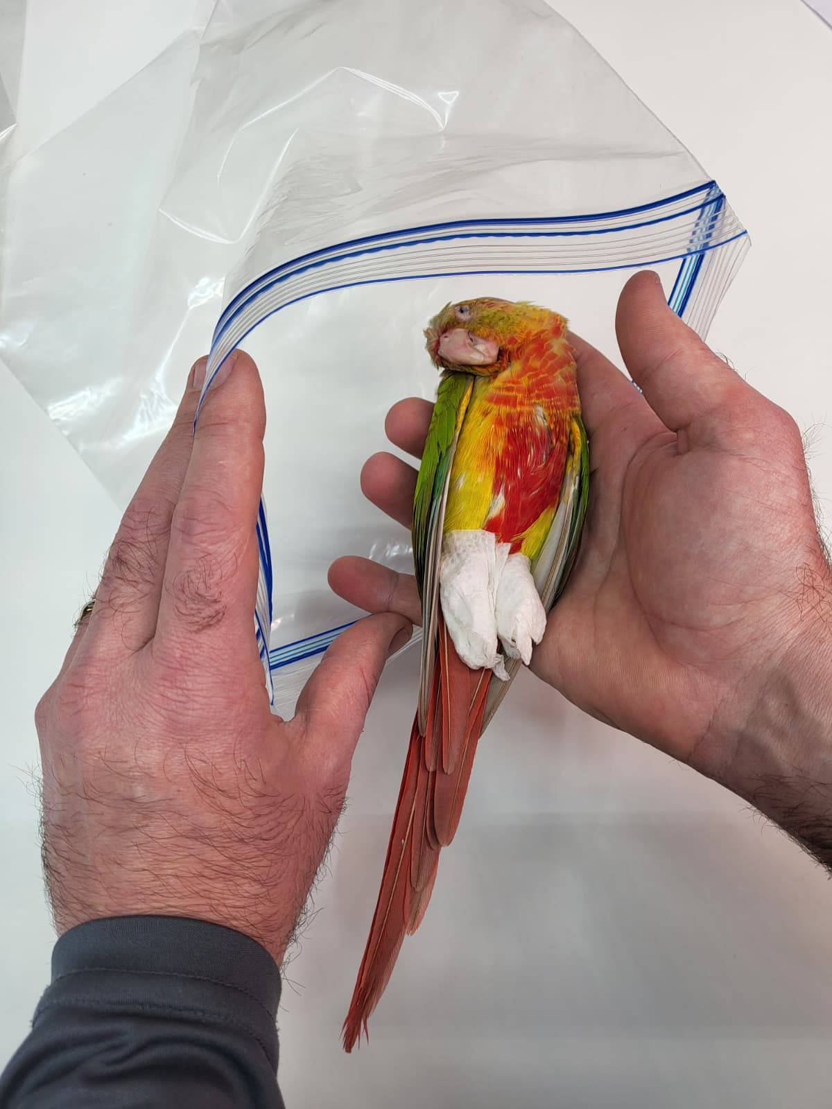 Pet bird