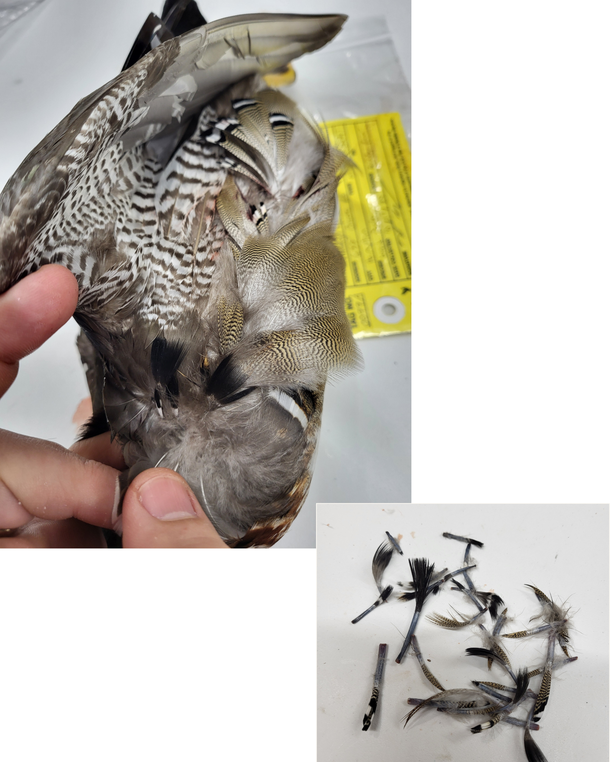 Pin Feathers scaled
