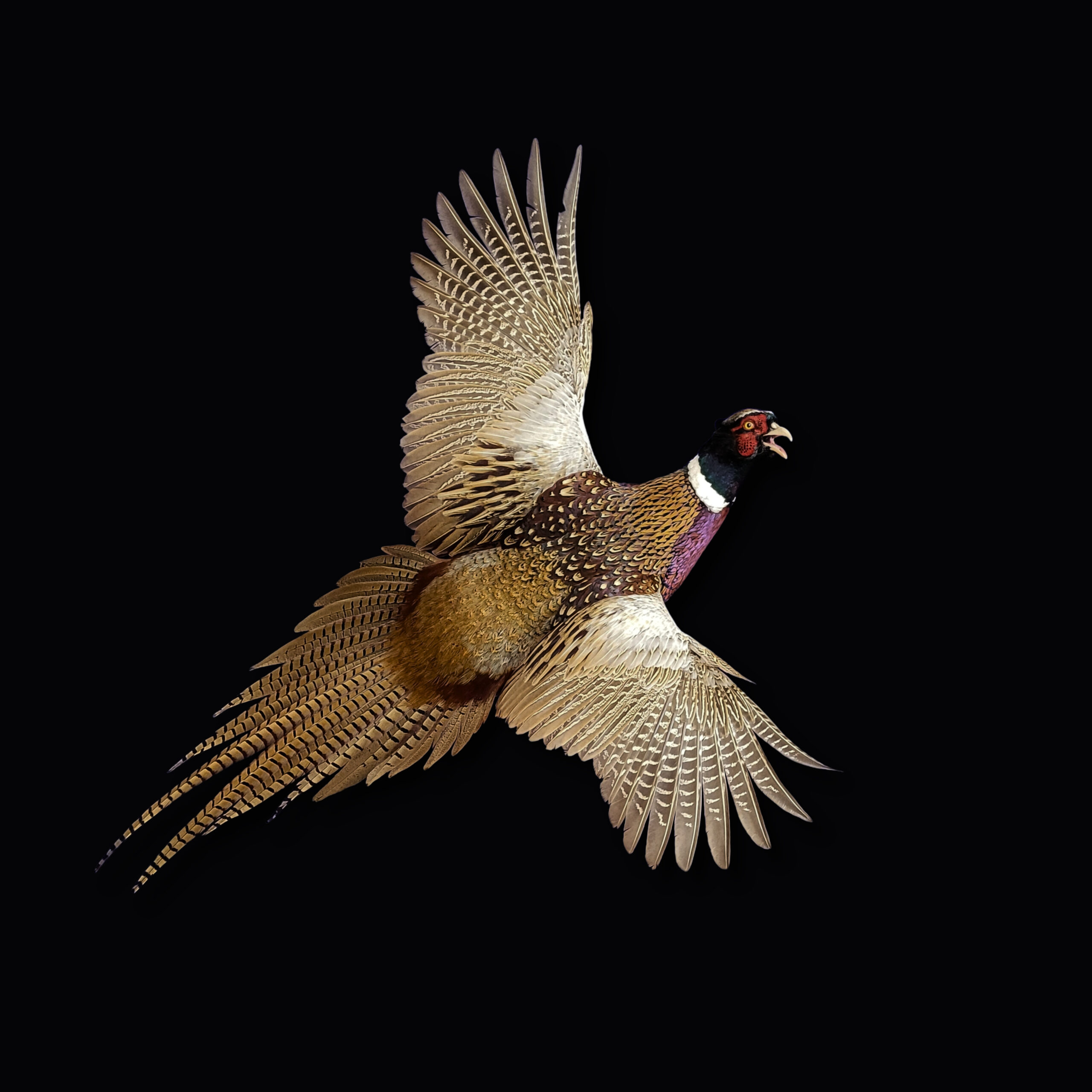 Northeast bird taxidermy
