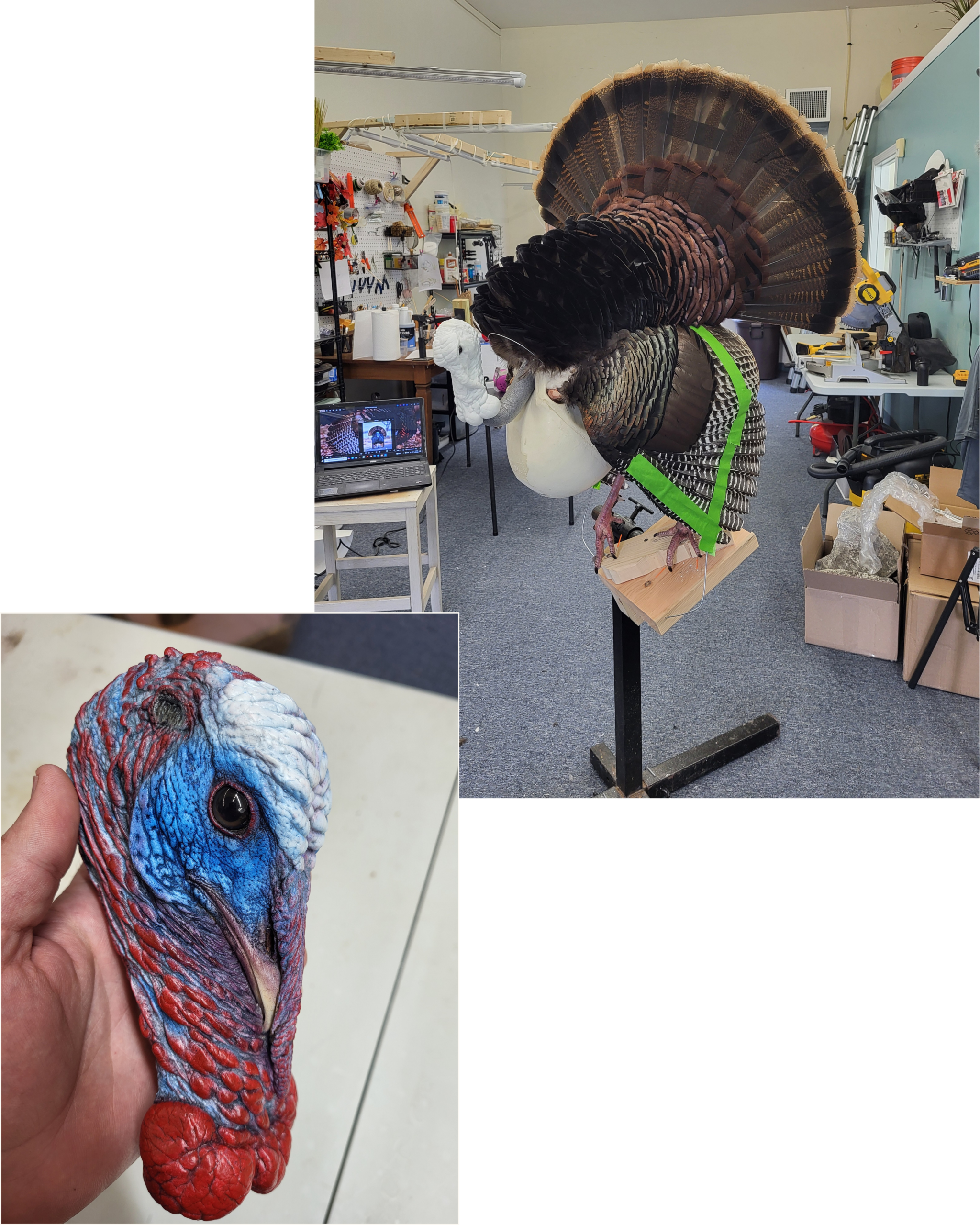 Turkey scaled