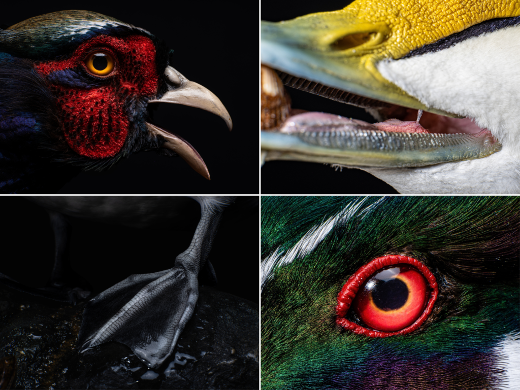 Northeast bird taxidermy